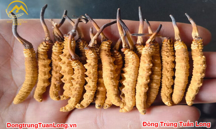 Đông Trùng Hạ Thảo Hàng Gãy Na Khúc Vip