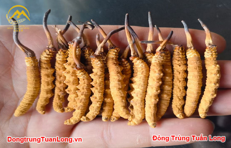 Đông Trùng Hạ Thảo Hàng Gãy Na Khúc Vip