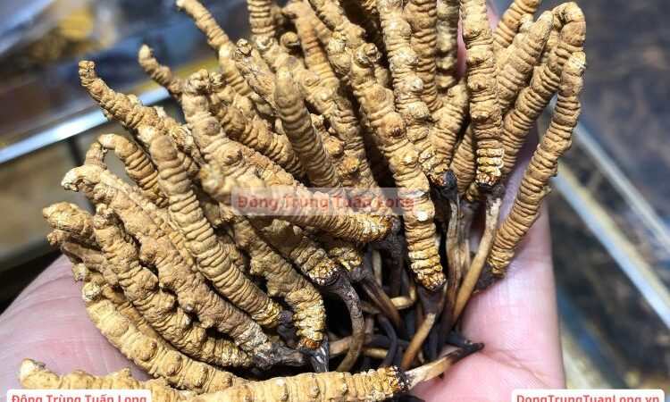 Đông Trùng Hạ Thảo Loại 10 Gram Size 50 Na Khúc Vip