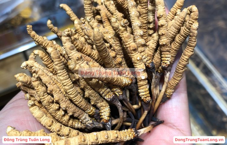 Đông Trùng Hạ Thảo Loại 10 Gram Size 50 Na Khúc Vip