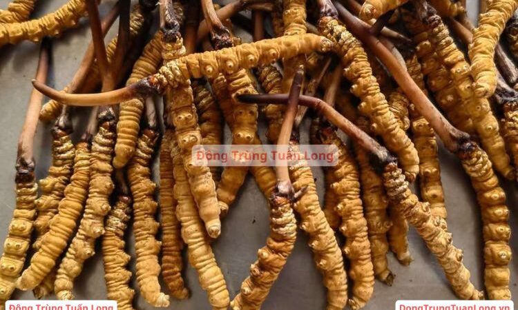 Đông Trùng Hạ Thảo Loại 10 Gram Size 50 Na Khúc Vip