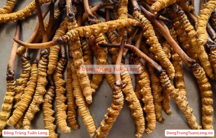 Đông Trùng Hạ Thảo Loại 10 Gram Size 50 Na Khúc Vip