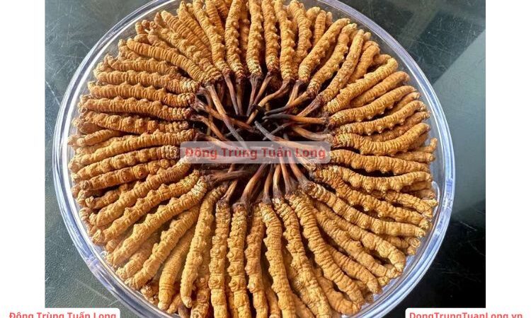 Đông trùng hạ thảo loại 10 gram Size 40 Na Khúc VIP