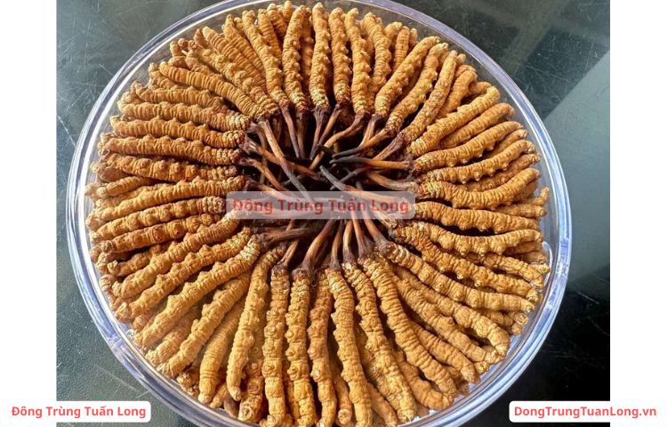 Đông trùng hạ thảo loại 10 gram Size 50 Na Khúc VIP - Ảnh 4