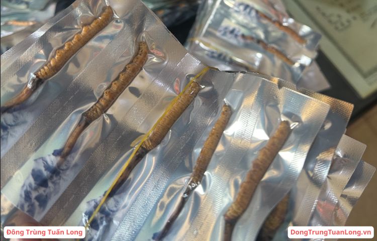 Đông trùng hạ thảo tươi Tây Tạng