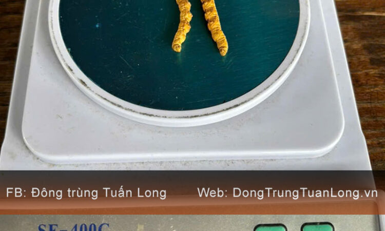 Đông Trùng Hạ Thảo Tây Tạng Loại 10g Size 20 Phổ Thông