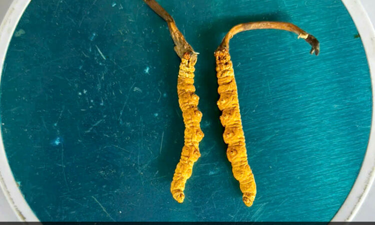 Đông Trùng Hạ Thảo Tây Tạng Loại 10g Size 20 Phổ Thông