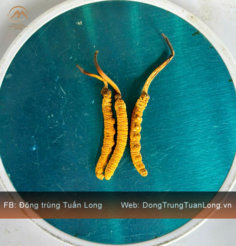 Đông Trùng Hạ Thảo Tây Tạng Loại 10g Size 30 Phổ Thông