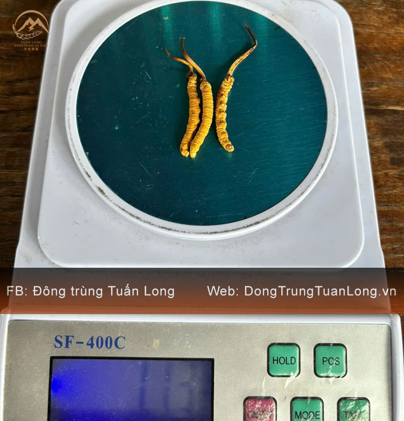 Đông Trùng Hạ Thảo Tây Tạng Loại 10g Size 30 Phổ Thông