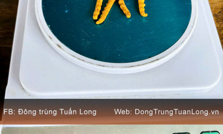 Đông Trùng Hạ Thảo Tây Tạng Loại 10g Size 40 Phổ Thông