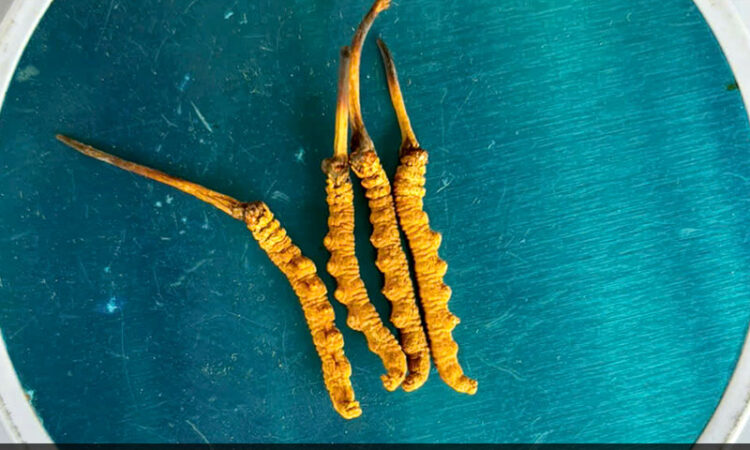 Đông Trùng Hạ Thảo Tây Tạng Loại 10g Size 40 Phổ Thông