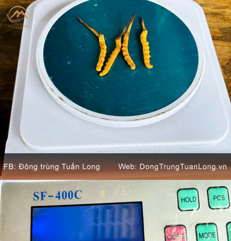 Đông Trùng Hạ Thảo Tây Tạng Loại 10g Size 40 Phổ Thông