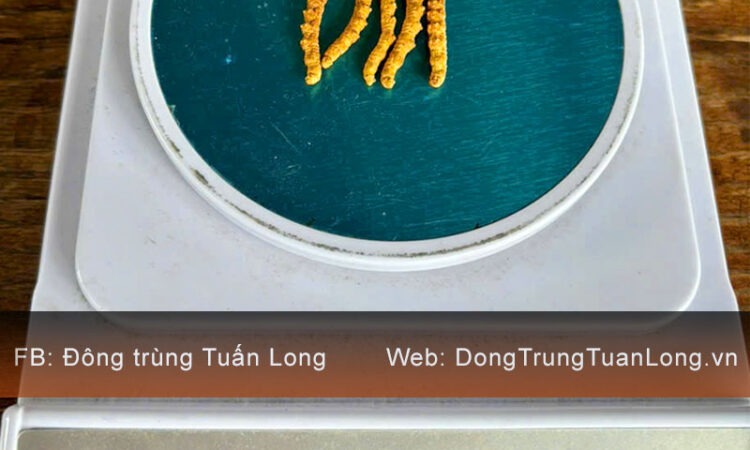 Đông Trùng Hạ Thảo Tây Tạng Loại 10g Size 50 Phổ Thông