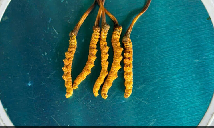 Đông Trùng Hạ Thảo Tây Tạng Loại 10g Size 50 Phổ Thông