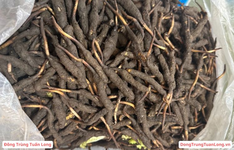 Đông trùng hạ thảo tươi Tây Tạng - Ảnh 3