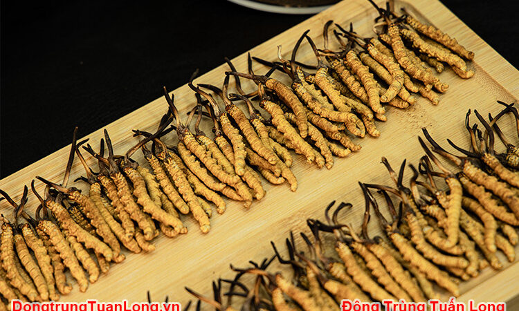 Đông Trùng Hạ Thảo Hàng Vip Na Khúc Chuẩn 100%