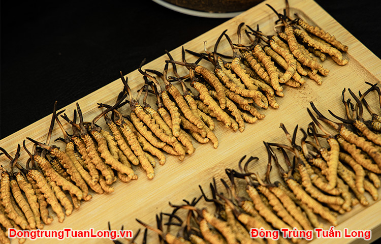 Đông Trùng Hạ Thảo Hàng Vip Na Khúc Chuẩn 100%