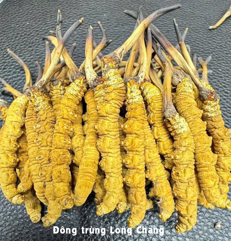 Đông Trùng Hạ Thảo Na Khúc Vip Size 20 Con/10gram