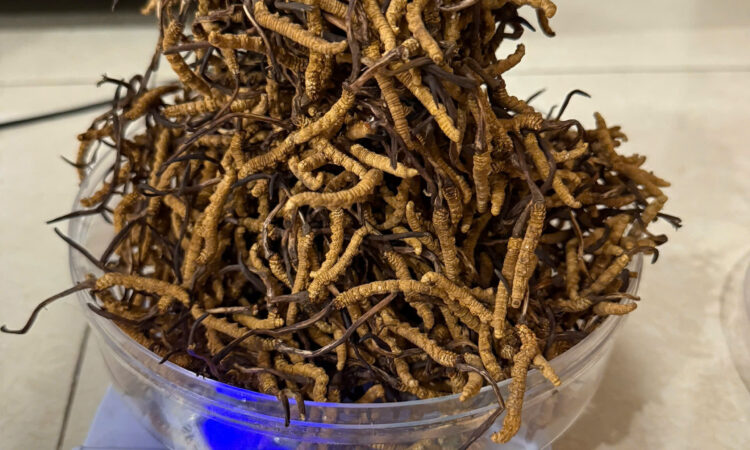 Đông Trùng Hạ Thảo Hàng Tây Tạng Phổ Thông