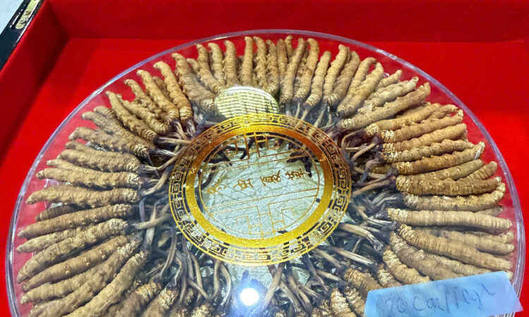 Đông Trùng Hạ Thảo Na Khúc Vip Size 20 Con/10gram