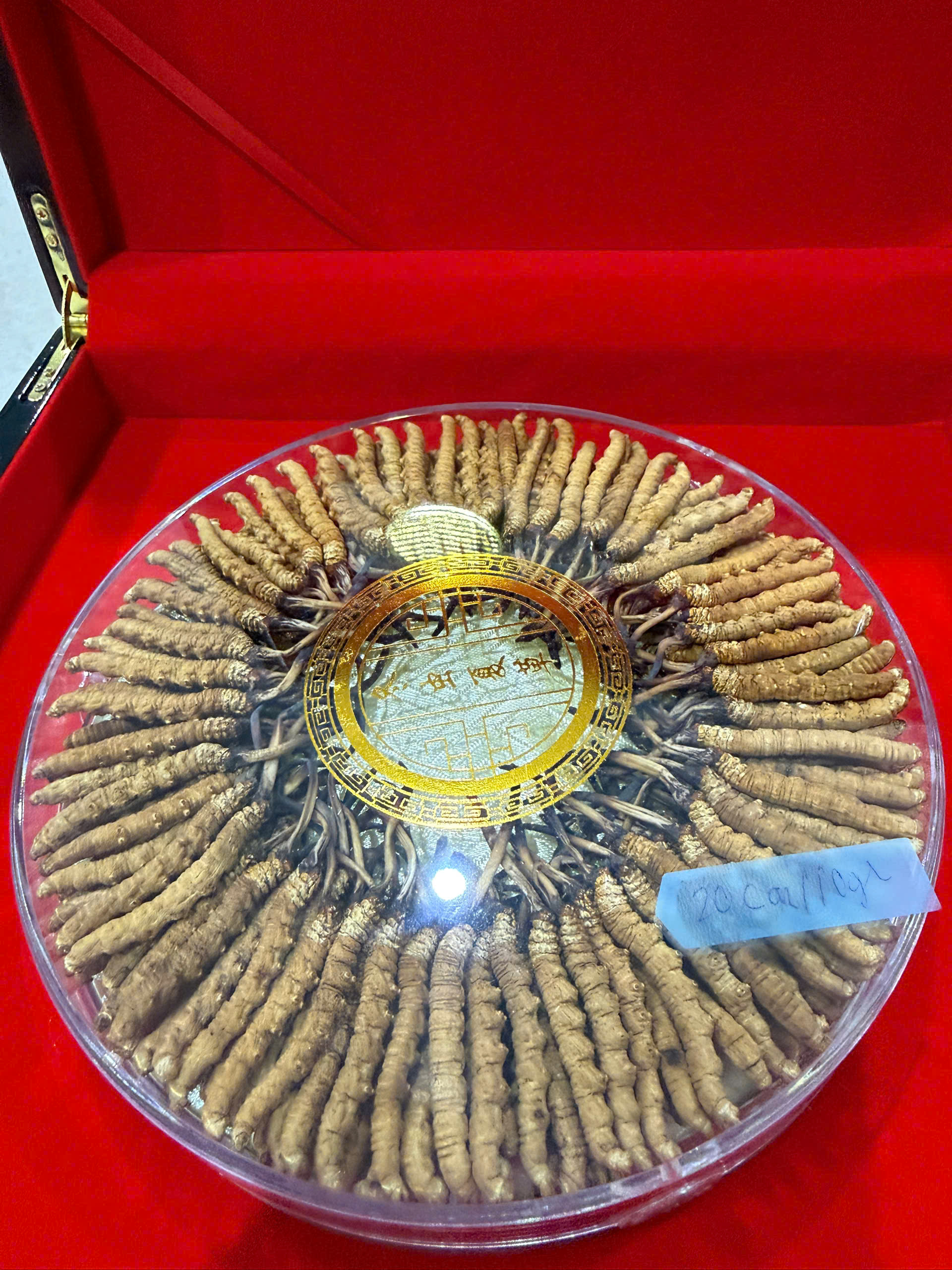 Đông Trùng Hạ Thảo Na Khúc Vip Size 20 Con/10gram