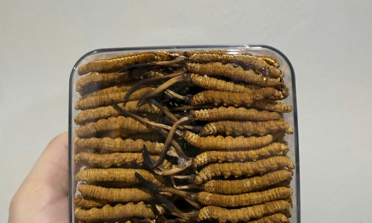 Đông Trùng Hạ Thảo Na Khúc Vip Size 20 Con/10gram