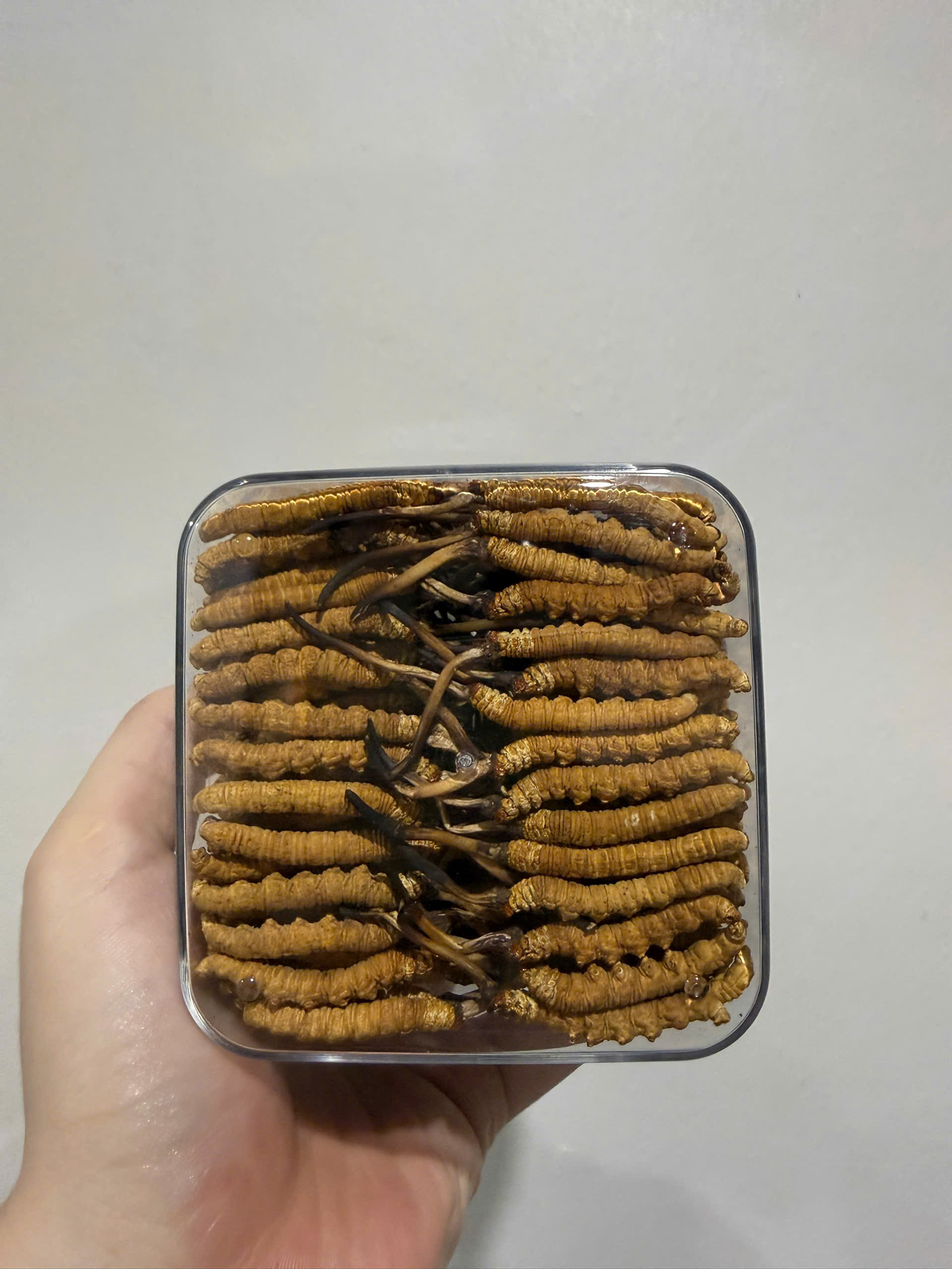 Đông Trùng Hạ Thảo Na Khúc Vip Size 20 Con/10gram