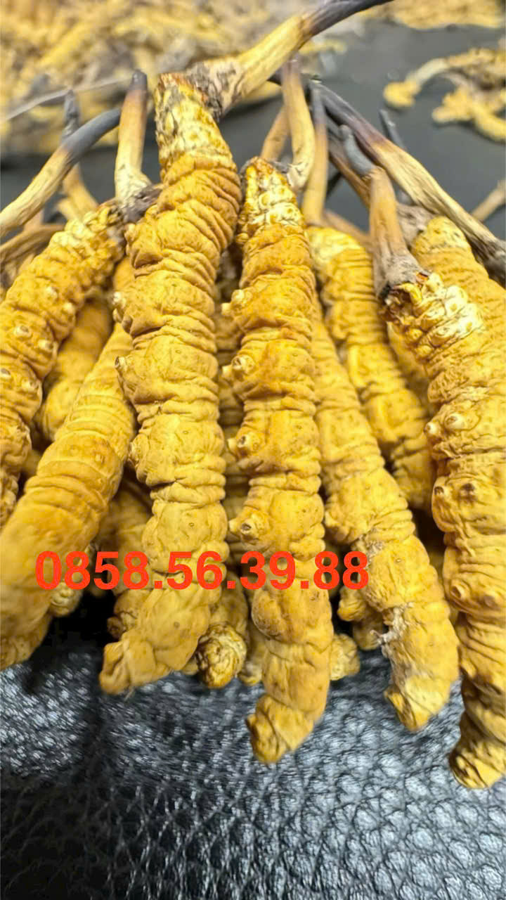Đông Trùng Hạ Thảo Na Khúc Vip Size 20 Con/10gram