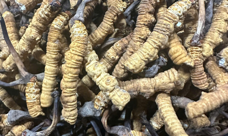 Đông Trùng Hạ Thảo Hàng Gãy Na Khúc Vip