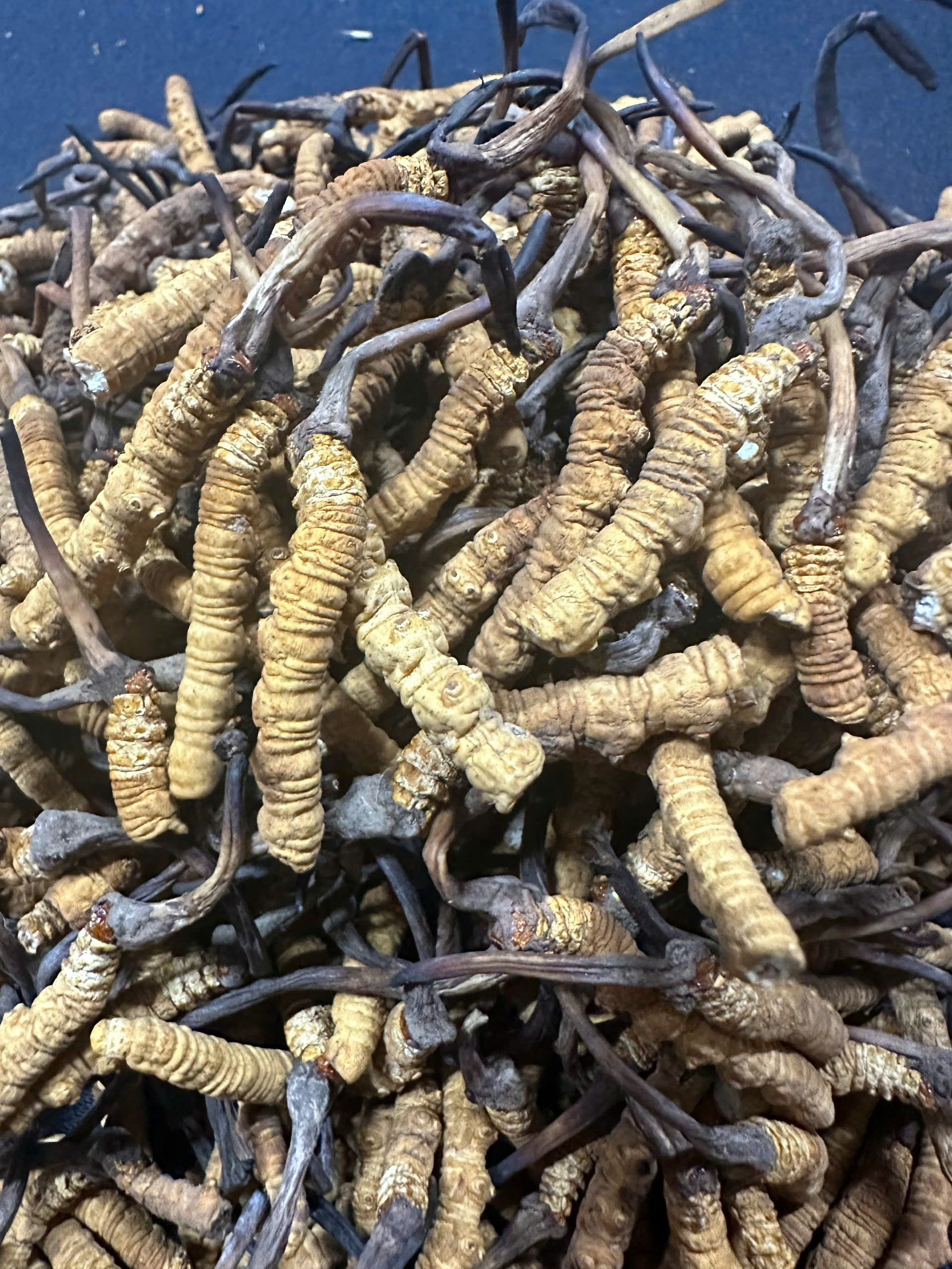 Đông Trùng Hạ Thảo Hàng Gãy Na Khúc Vip