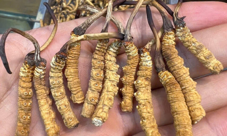 Đông Trùng Hạ Thảo Hàng Gãy Na Khúc Vip