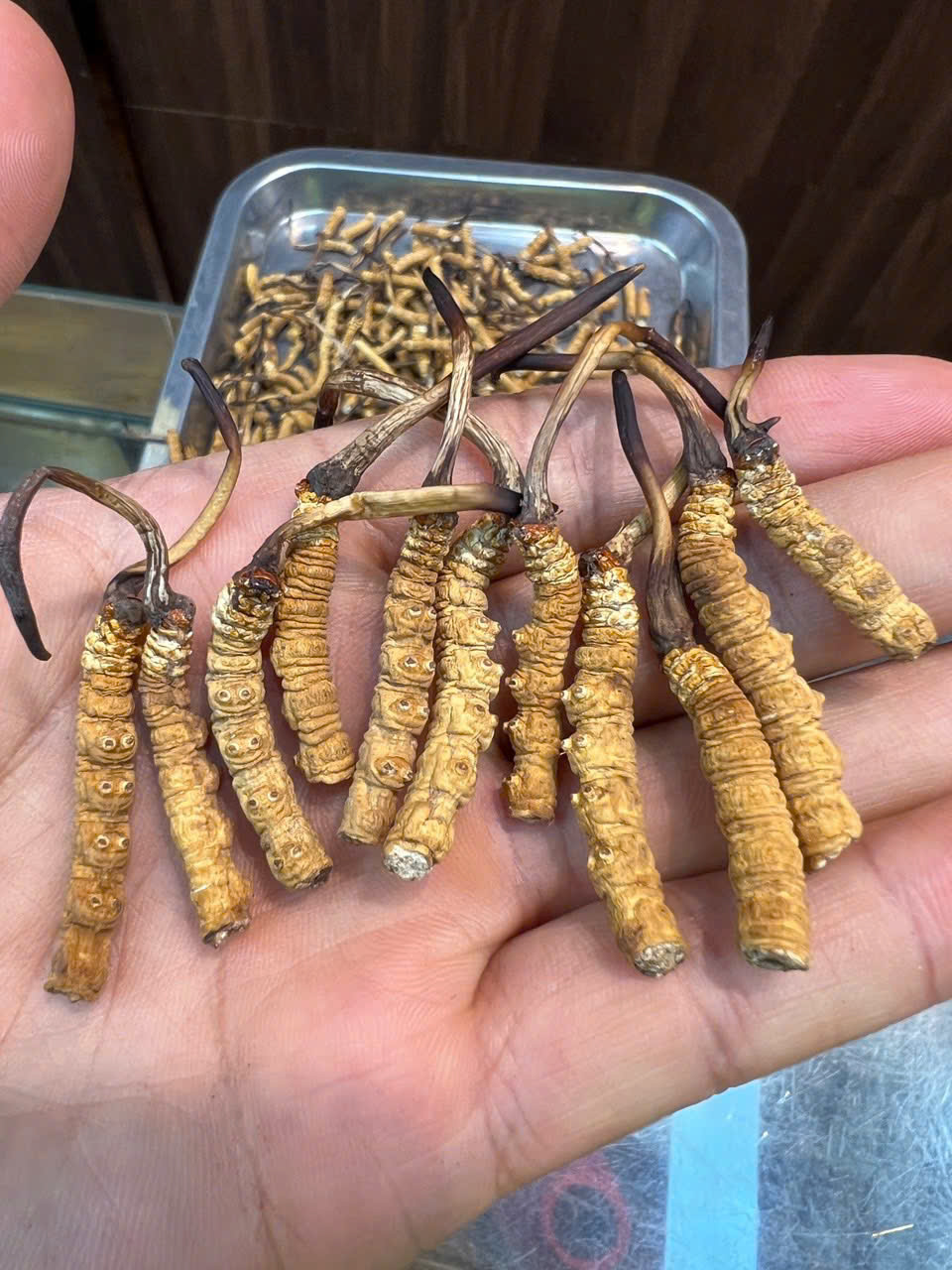 Đông Trùng Hạ Thảo Hàng Gãy Na Khúc Vip