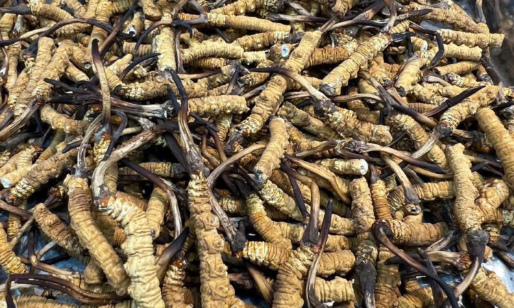 Đông Trùng Hạ Thảo Hàng Gãy Na Khúc Vip