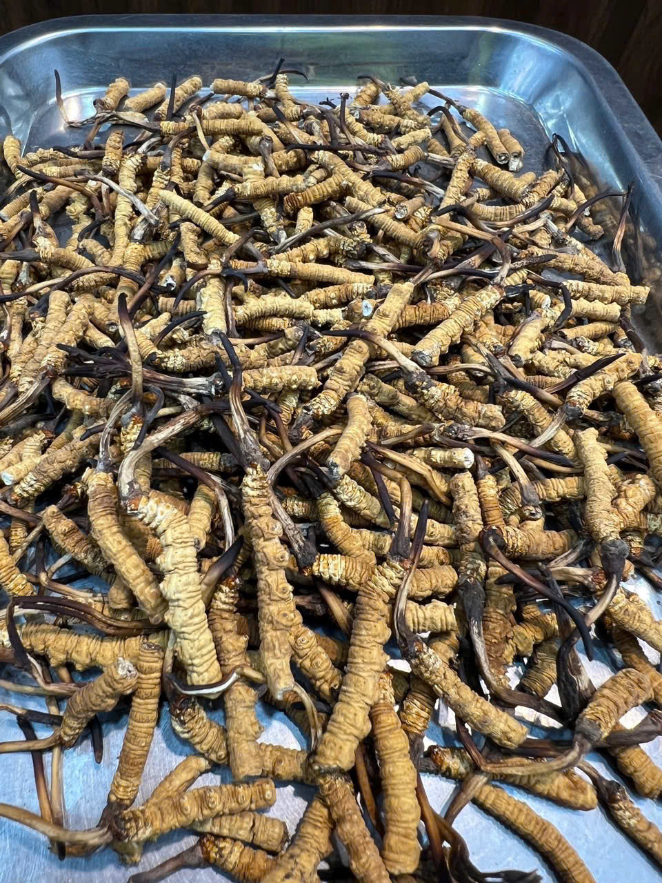 Đông Trùng Hạ Thảo Hàng Gãy Na Khúc Vip