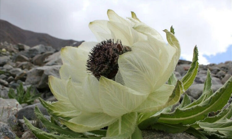 Thiên Sơn Tuyết Liên Hàng Tây Tạng – Dược Liệu Quý Từ Núi Tuyết