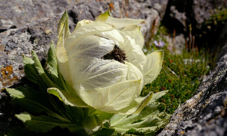 Thiên Sơn Tuyết Liên Hàng Tây Tạng – Dược Liệu Quý Từ Núi Tuyết