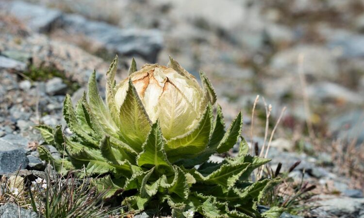 Thiên Sơn Tuyết Liên Hàng Tây Tạng – Dược Liệu Quý Từ Núi Tuyết